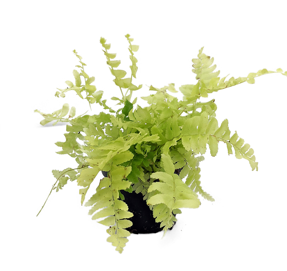 Blonde Boston Fern - Nephrolepis - 2.5" Pot - Easy House Plant | eBay