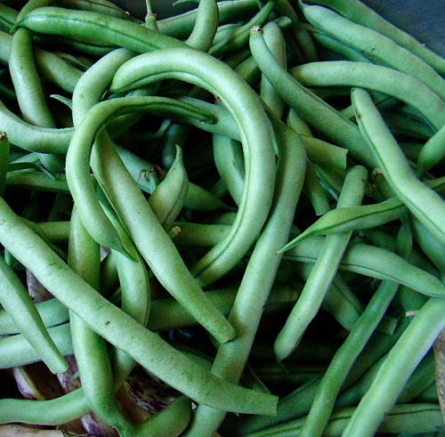 有关以下物品的详细资料: blue lake bush bean seeds - 13 grams