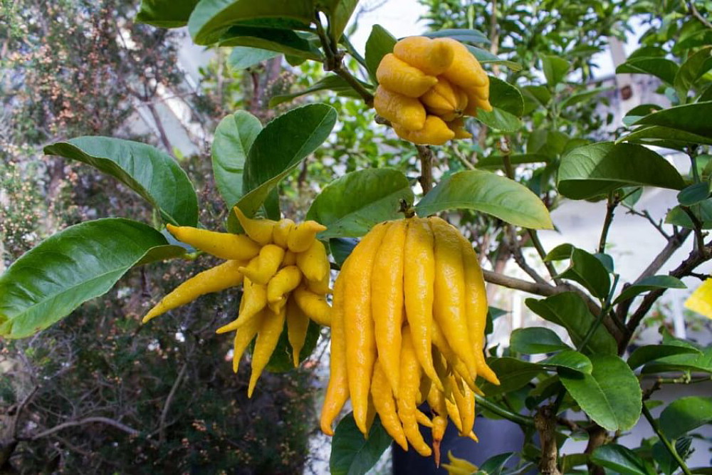Buddha's Hand Tree For Sale Florida