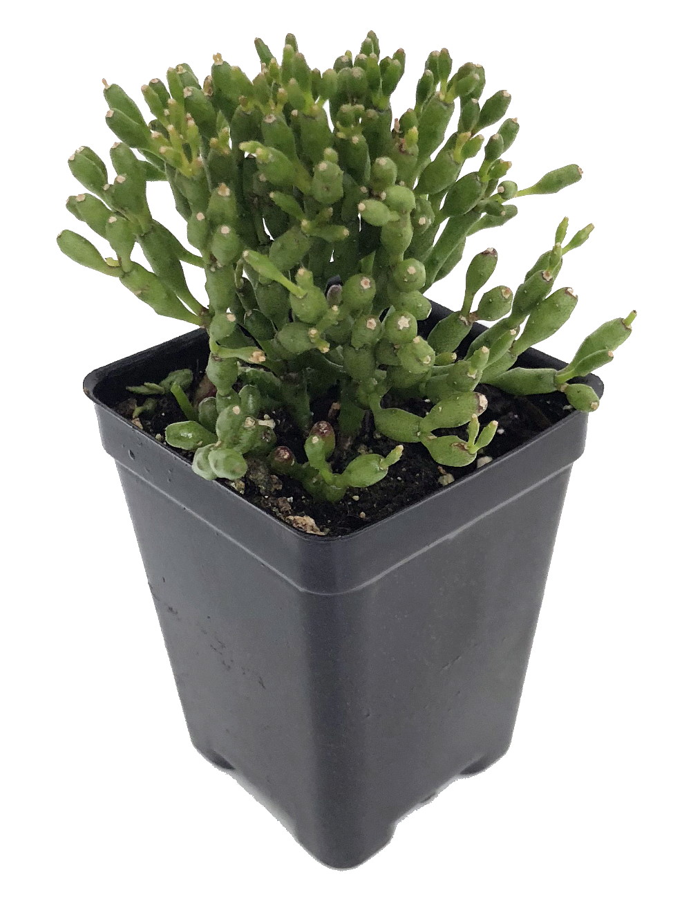 Spice Cactus Plant - Rhipsalis salicornioides - 2.5" Pot - Succulent | eBay