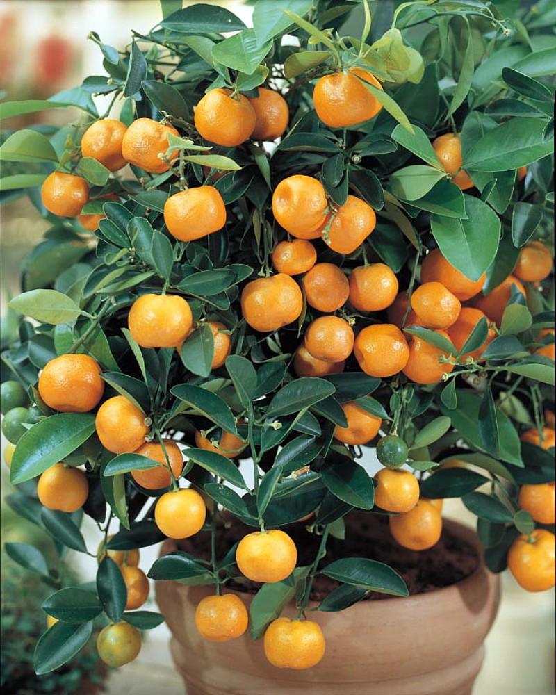 Panama Orange Tree Calamondin Bush Form 6" Pot No