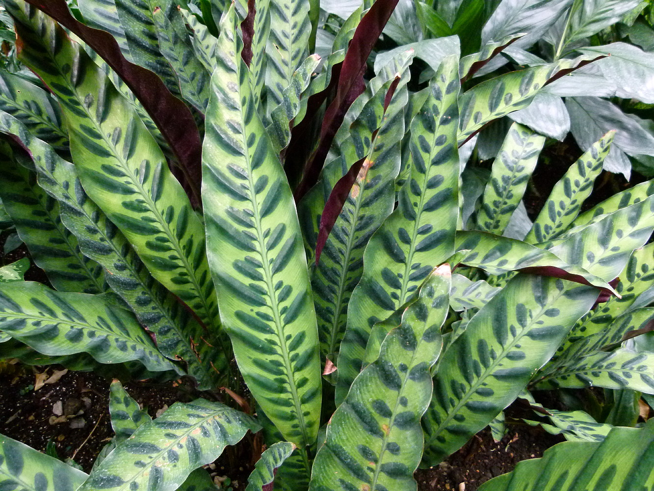Rattlesnake Plant Calathea lancifolia Easy House Plant 4" Pot eBay
