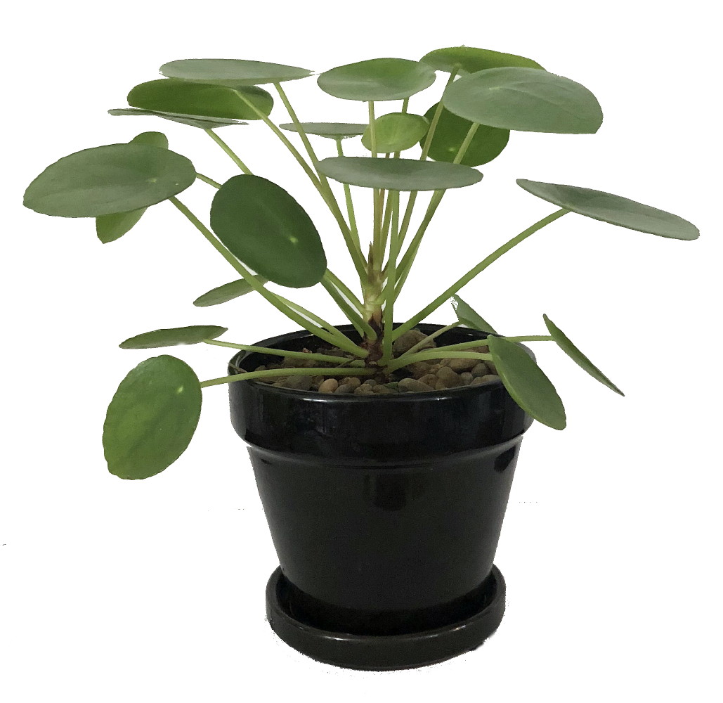 Extra Large Chinese Money Plant Pass It On Plant Pilea