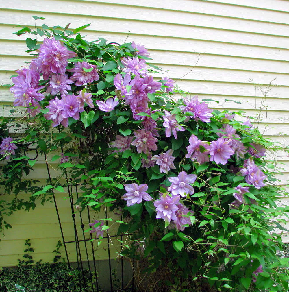 Proteus Double Clematis - 2.5" Pot 612068955286 | eBay