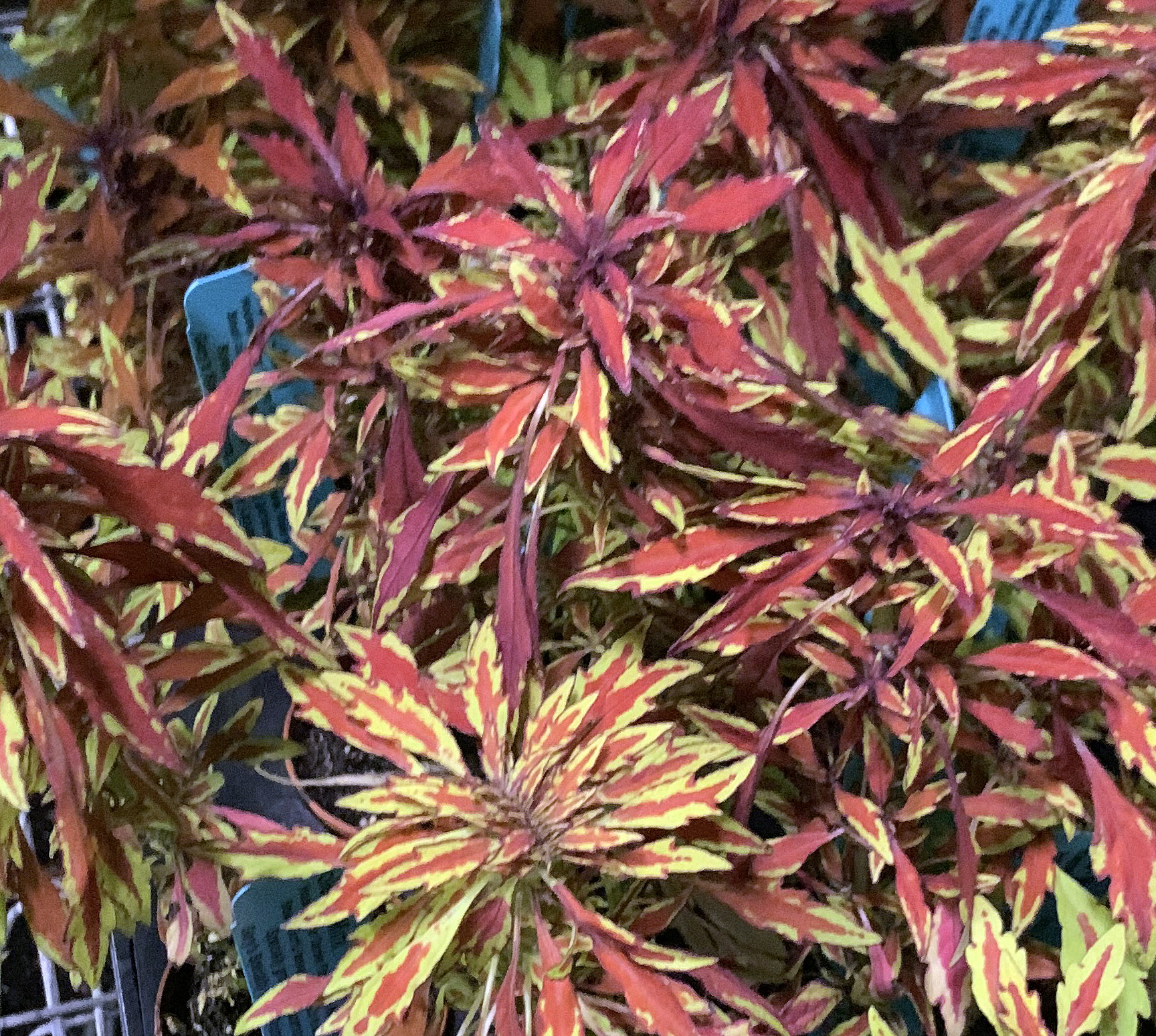 Lion�s Mane Mini Copper Plant Solenostemon Fiery House