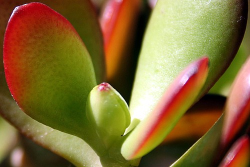 Jade Plant - Crassula ovuta - 2" Pot | eBay