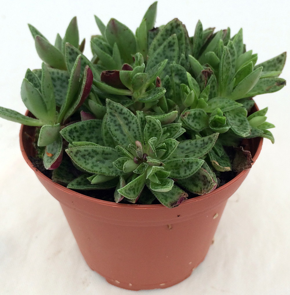 Miniature Tiger Jade Plant Crassula Easy to Grow House
