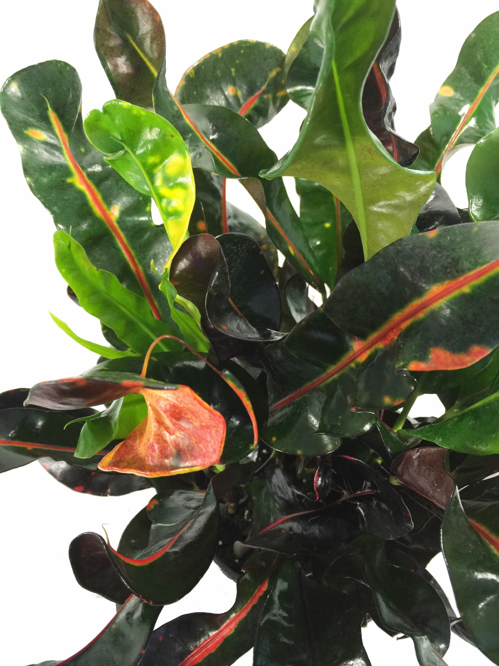 Mamey Croton 3" Pot Colorful House Plant Easy to