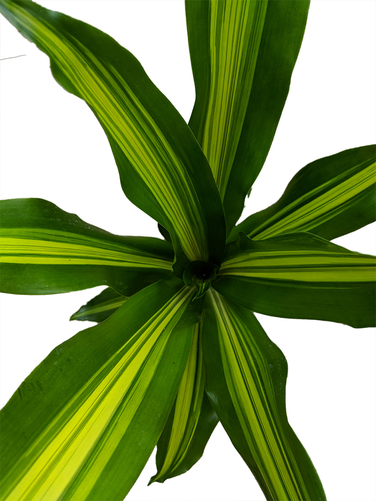 Gigantic Madagascar Dragon Tree Dracaena 4" Pot Easy