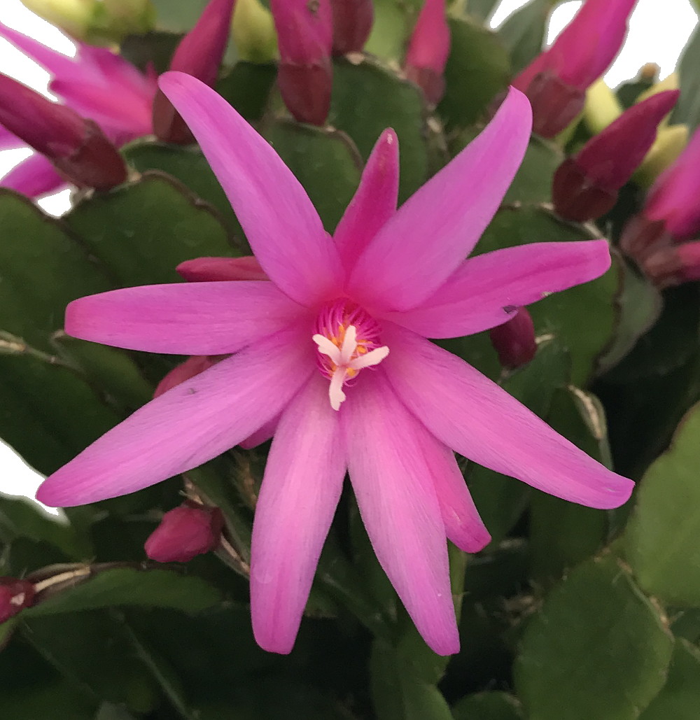 Pink Easter Cactus Rhipsalidopsis 3" Pot Rare Hirt's Gardens