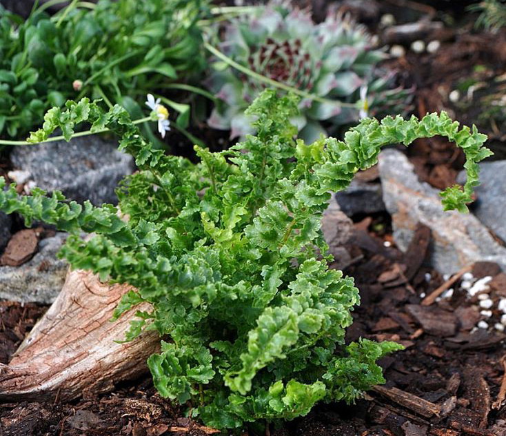 World's Smallest Boston Fern - 2.5" Pot - Terrarium/Fairy Garden/House