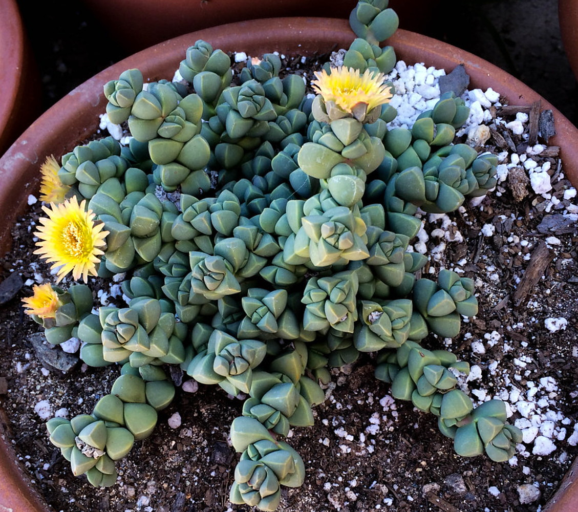 Alien Ice Plant - Delosperma lehmannii - 2.5" Pot - A Real Cool Succulent |  eBay