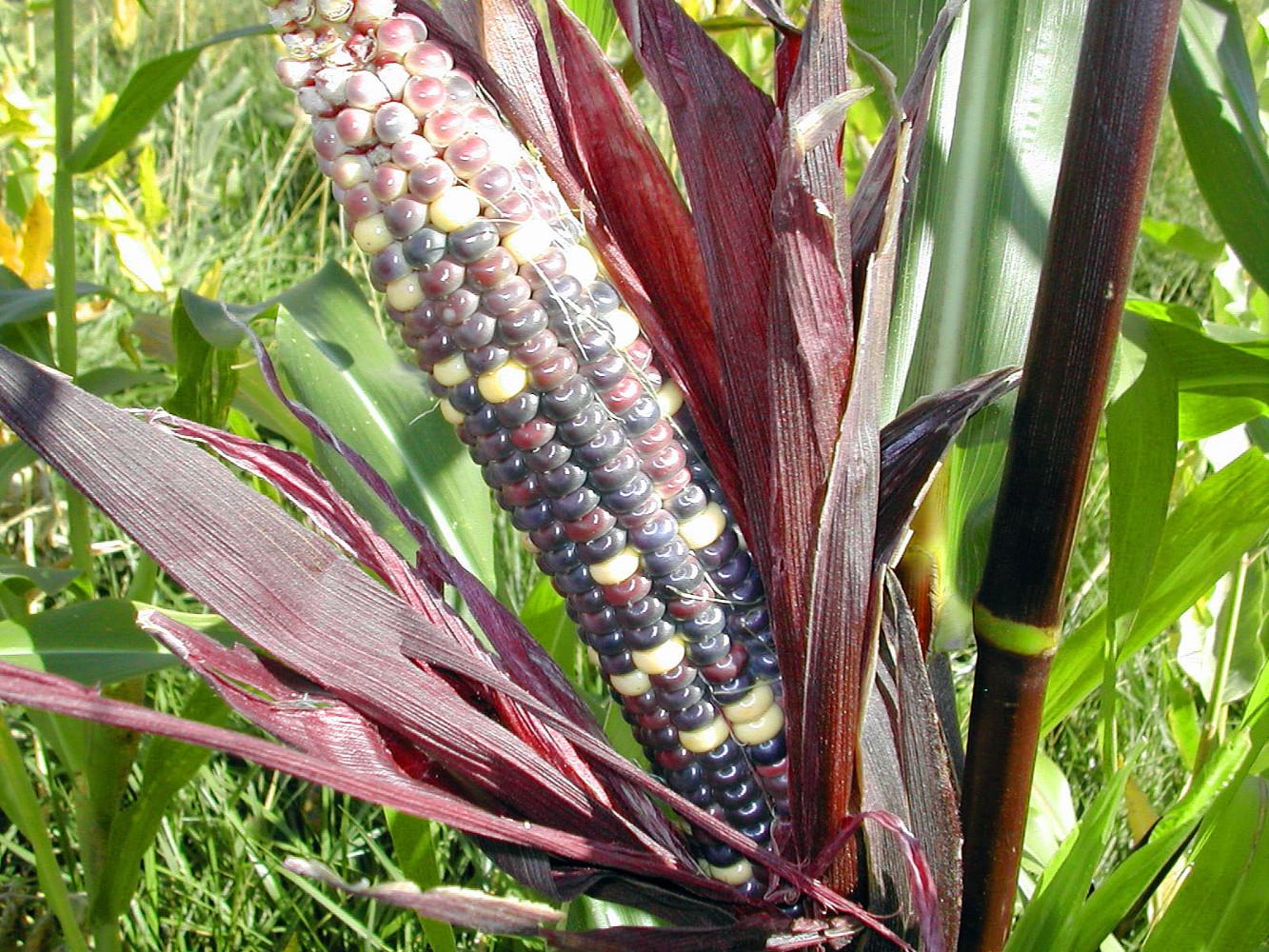 Red Stalker Ornamental Corn 30 Seeds Annual eBay