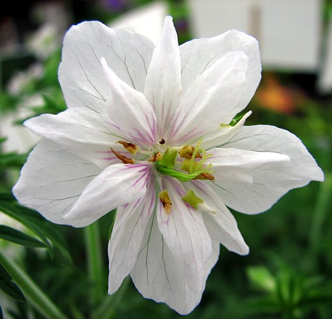 有关以下物品的详细资料: hardy geranium double jewel - new!
