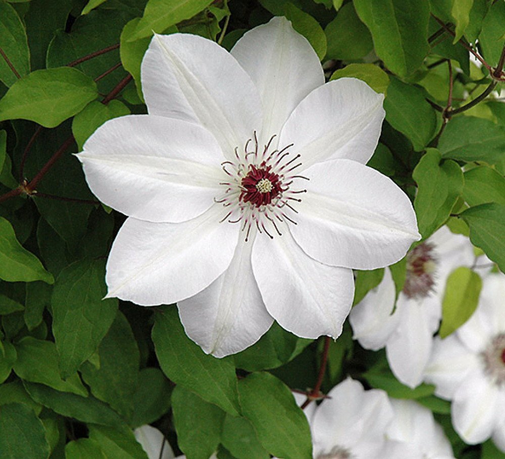 Clematis Vine White Clematis Clematis Clematis Vine White Clematis Clematis
