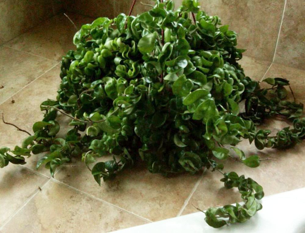 Hindu Indian Rope Plant Hoya Exotic/Easy/Blooming Size 4" Pot eBay