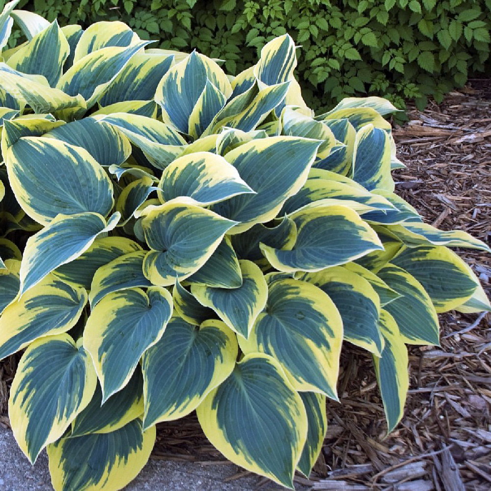 First Frost Hosta Shade Perennial Gallon Pot eBay