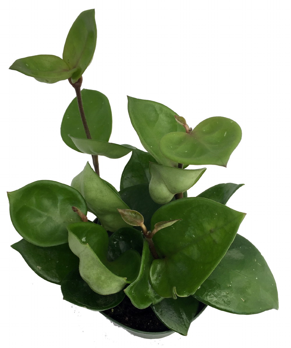 Green Wax Plant Hoya Great House Plant 6&quot; Pot eBay