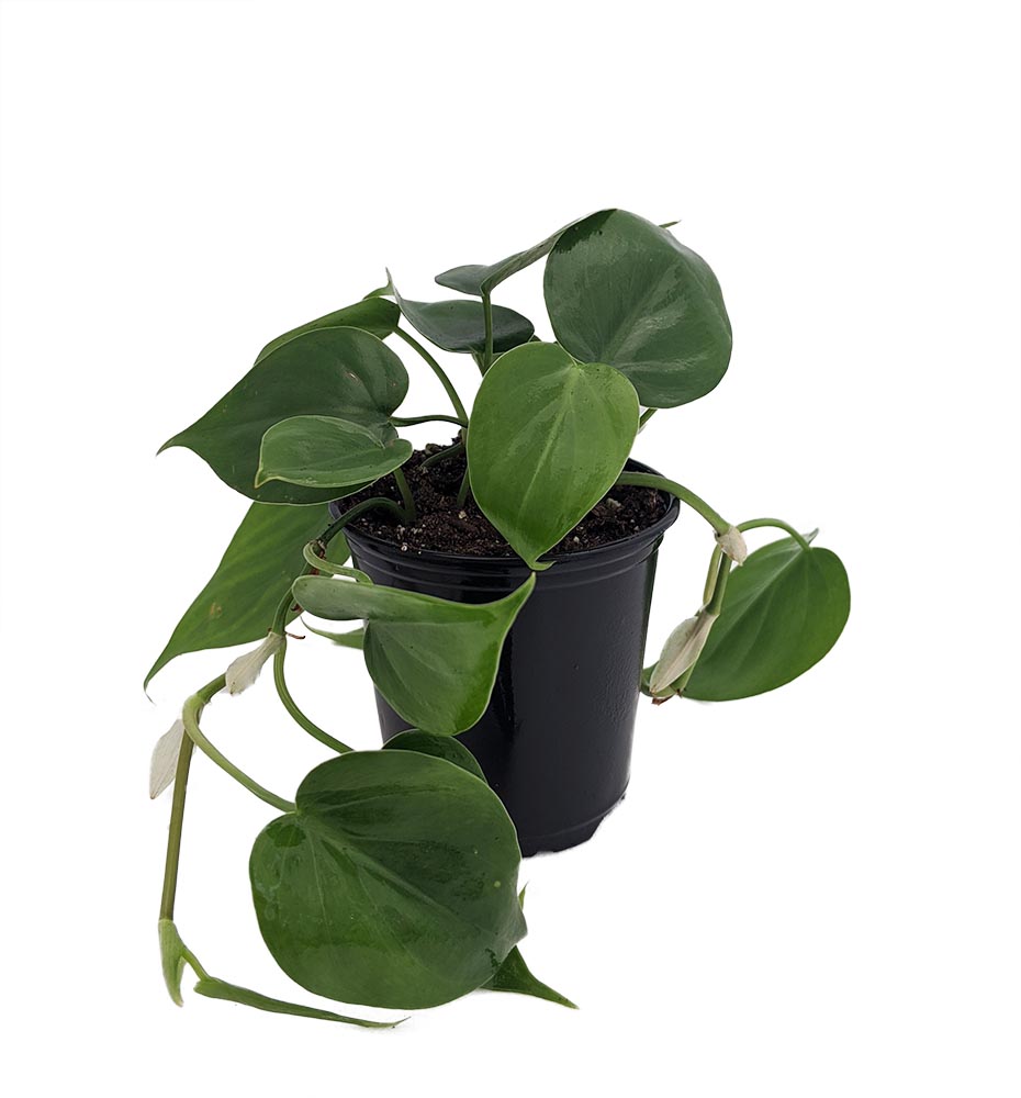 Hirt�s Gardens Heart Leaf Philodendron Easiest House