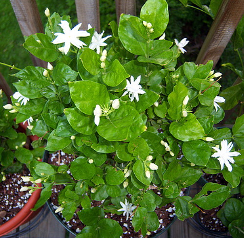 Arabian Tea Jasmine Plant Belle of India Sambac 6