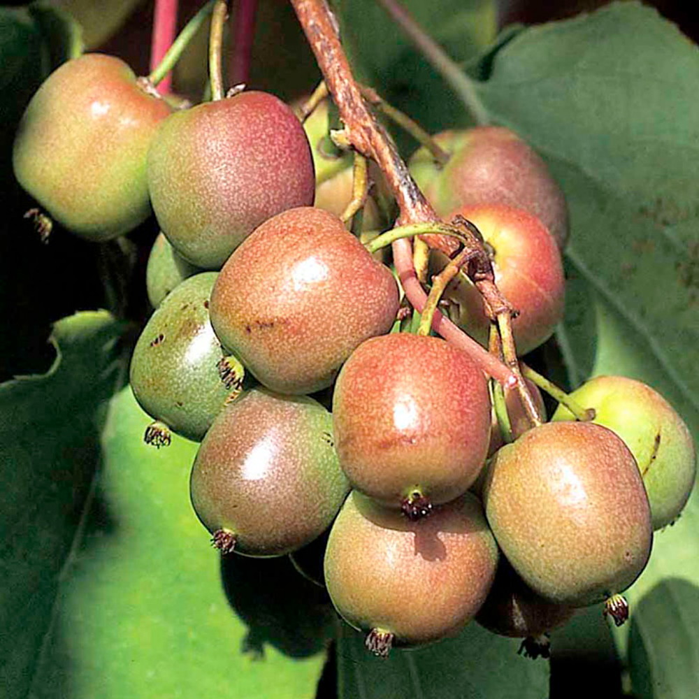 Potatoes, Kiwi variety: description, photo, reviews 81 Potatoes, Kiwi variety: description, photo, reviews 32