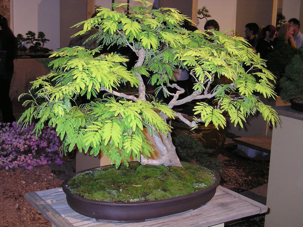 Golden Rain Tree 10 Seeds KoelreuteriaTree or Bonsai eBay