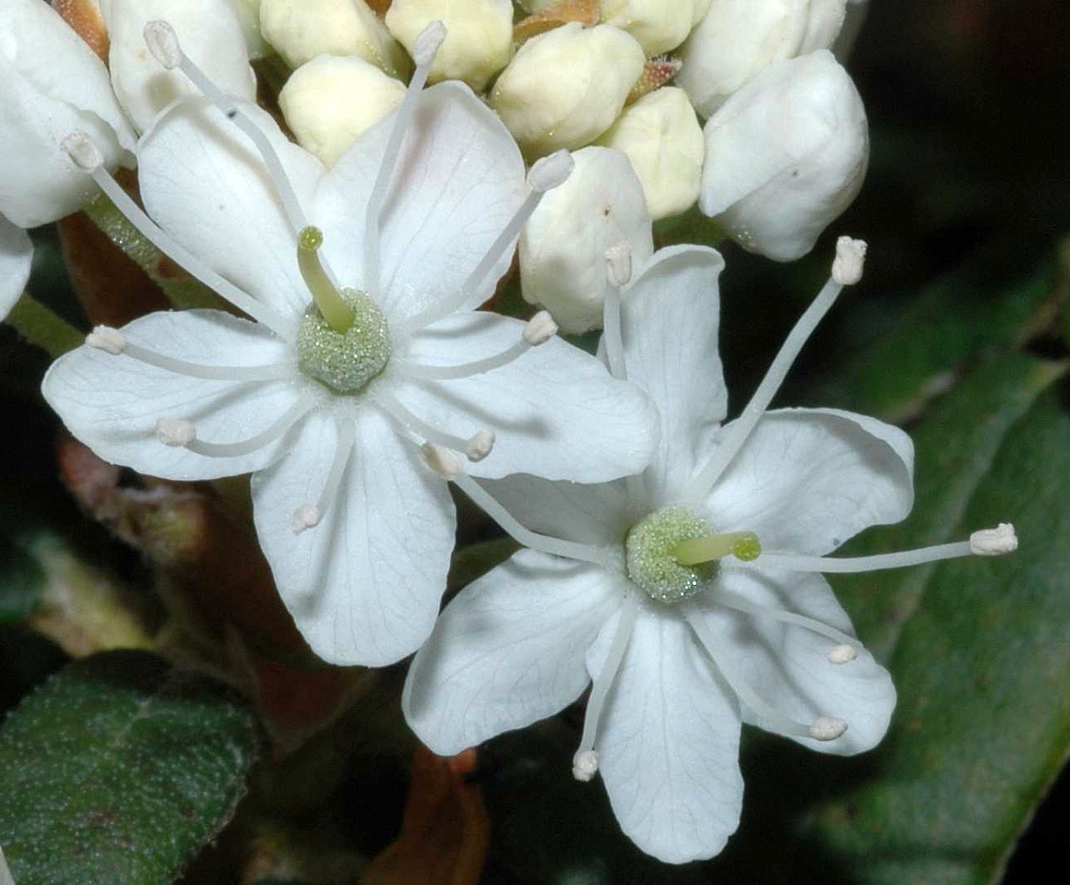 Labrador Tea Plant Ledum groenlandicum Gallon Pot