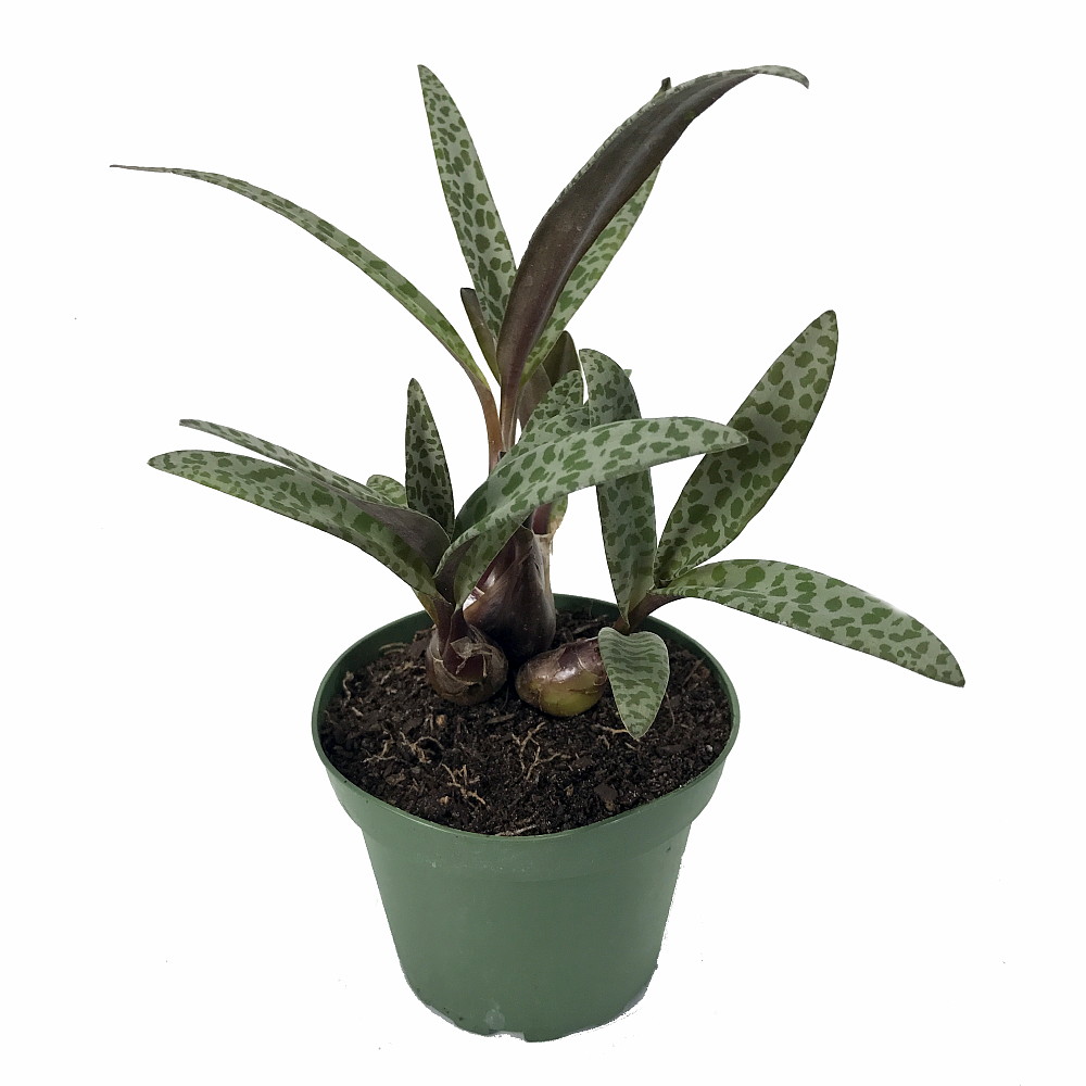 Leopard Plant Silver Squill Scilla 4" Pot Easy to