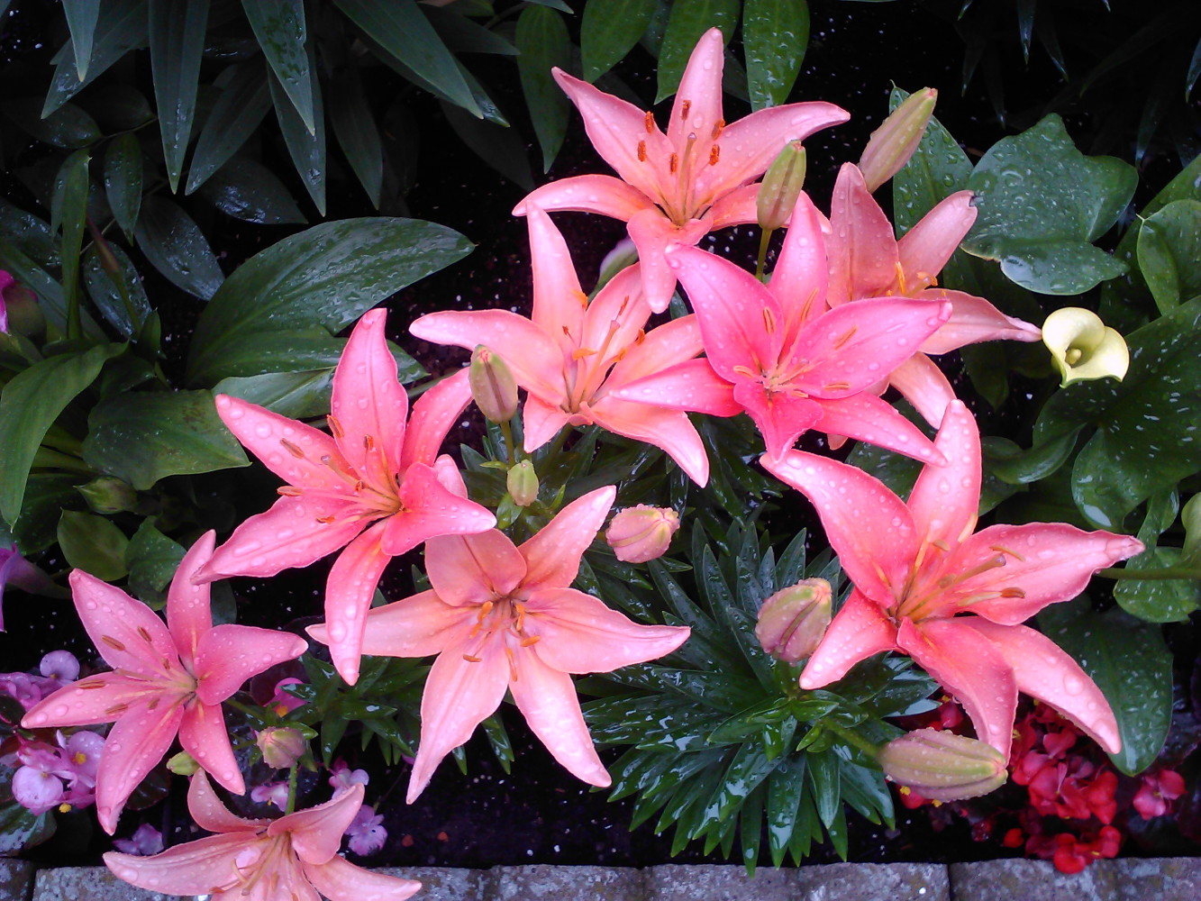 Tiny Pearl Dwarf Asiatic Lily Quart Pot Asiatic Lilies Lily Porch Plants