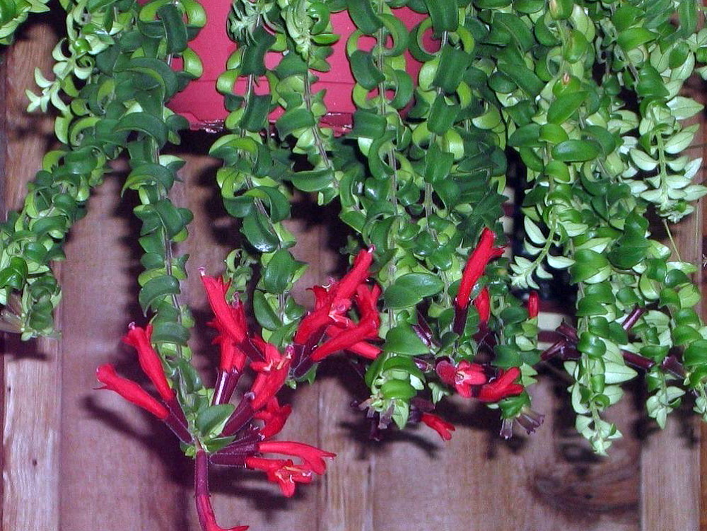 Curly Lipstick Plant Aeschynanthus Rasta Easy Blooming
