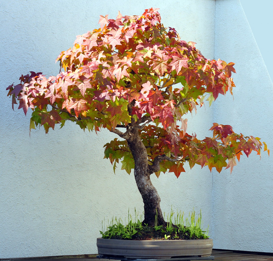 Sweet Gum Tree 7 Seeds Liquidambar Bonsai eBay