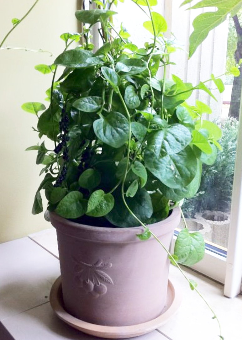 Malabar Red Spinach Plant 3 Plants 3" Pots Fresh