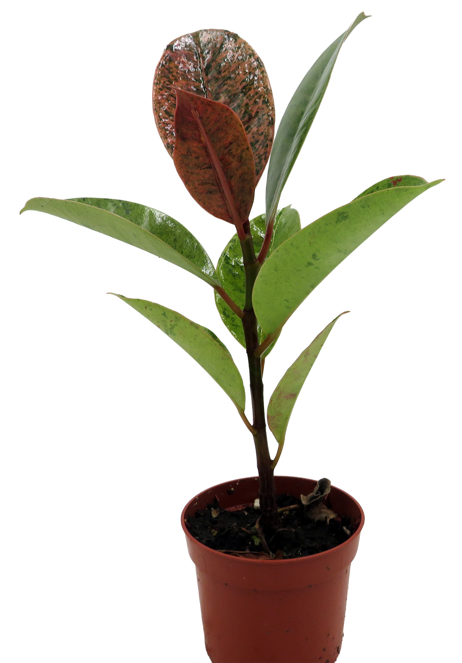 sunflower seeds for planting bulk Ferry-Morse Sunsational Sunflower Bulk Flower Seeds, 1lb