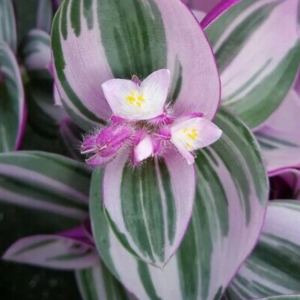 Rare Nanouk Pink Wandering Jew Tradescantia 2.5" Pot