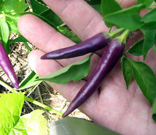 Purple Cayenne Pepper 20 Seeds - Heirloom Variety | eBay