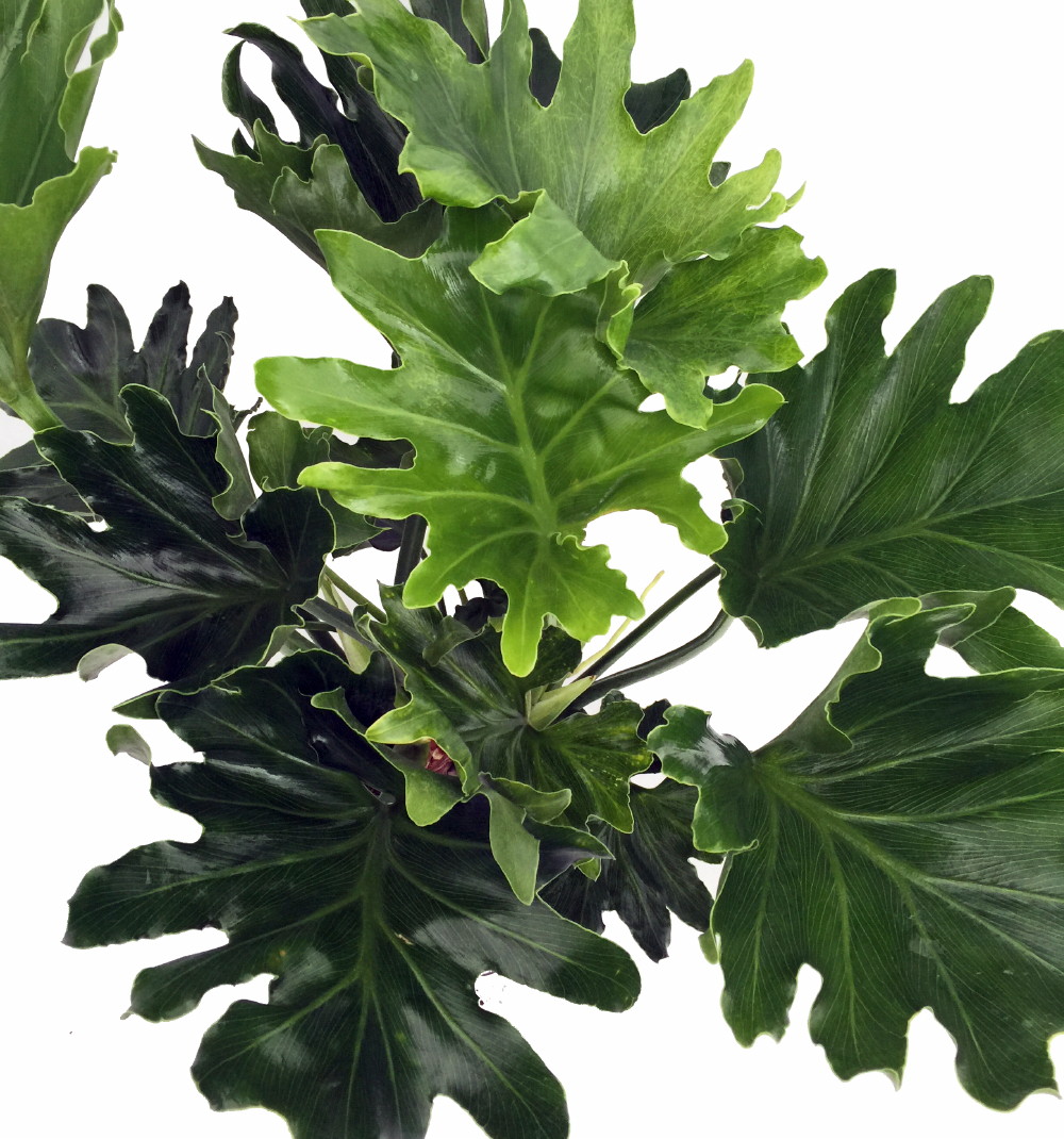 Hope Philodendron selloum Easy to Grow House Plant 6