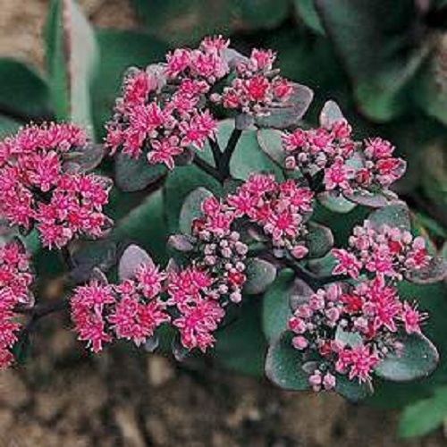 Euphorbia Seeds Blue Haze 25 Seeds Sedum Seeds Perennial Euphorbia Seeds Blue Haze 25 Seeds Sedum Seeds Perennial