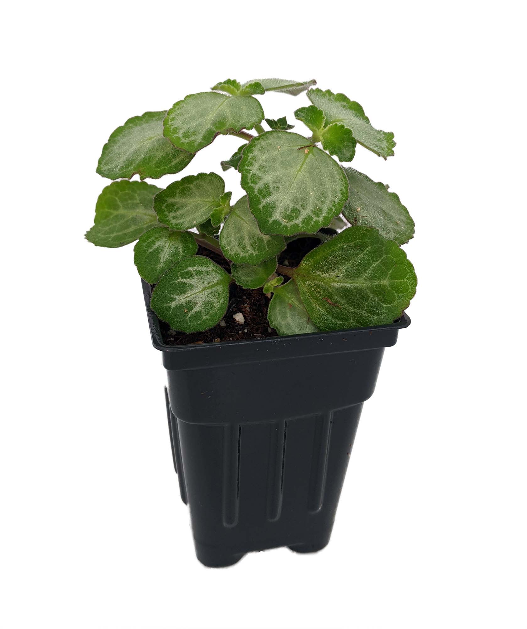 Emerald Lace Swedish Ivy Plant Plectranthus oertendahlii