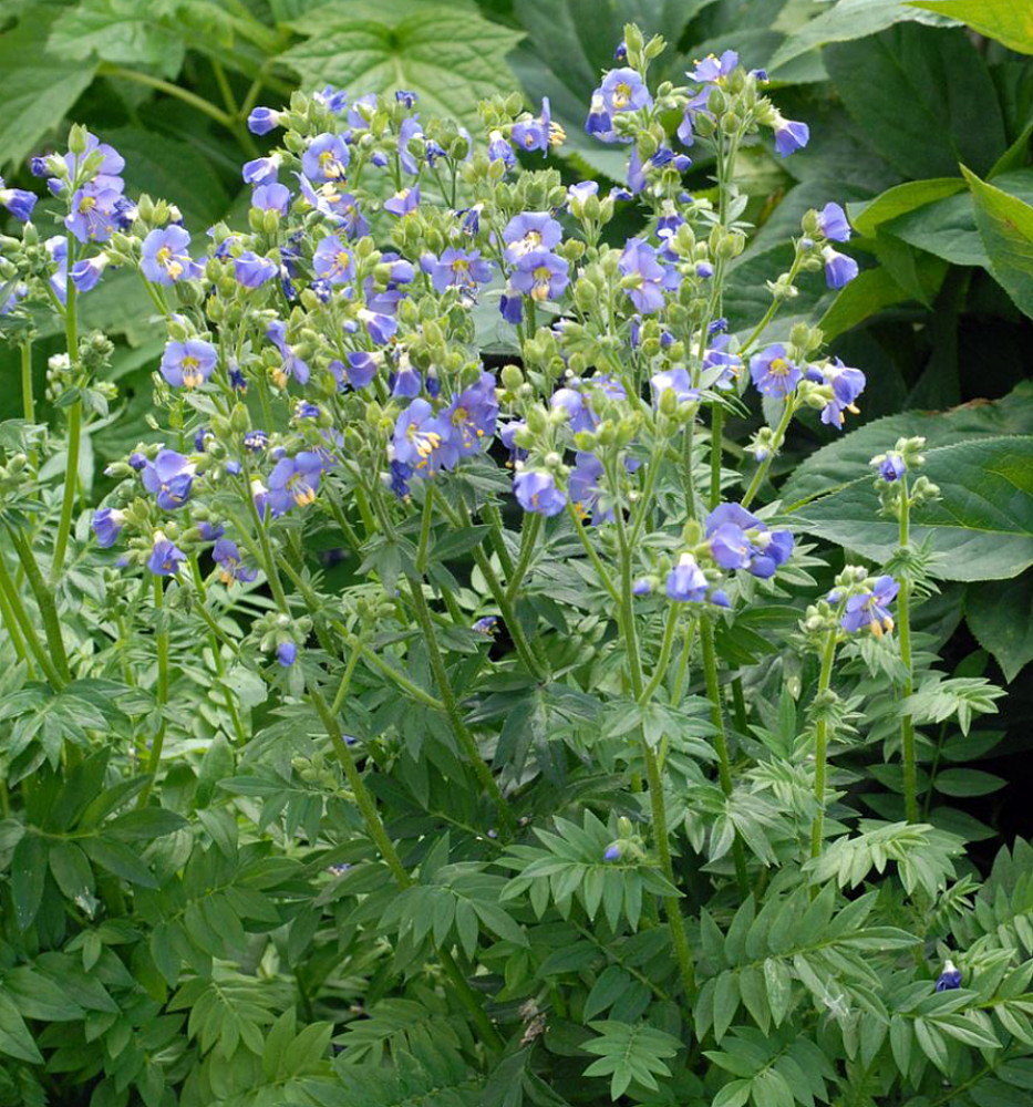 Heavenly Habit Fragrant Jacob�s Ladder Polemonium