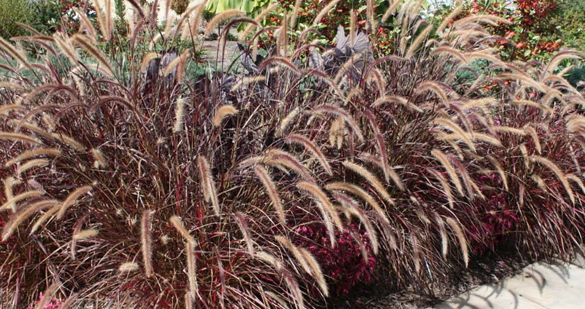 Red Fountain Grass - Pennisetum x advena Rubrum - 2.5" Pot | eBay