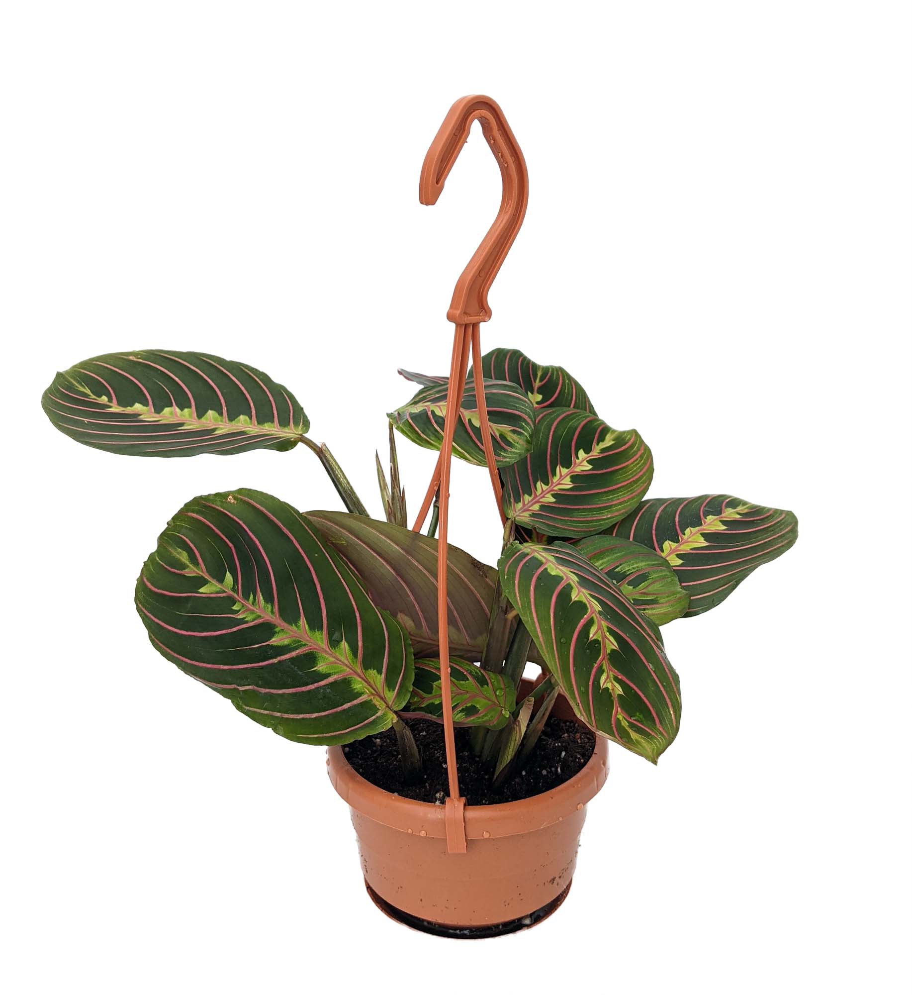 Red Prayer Plant 4&quot; Mini Hanging Basket Maranta Easy