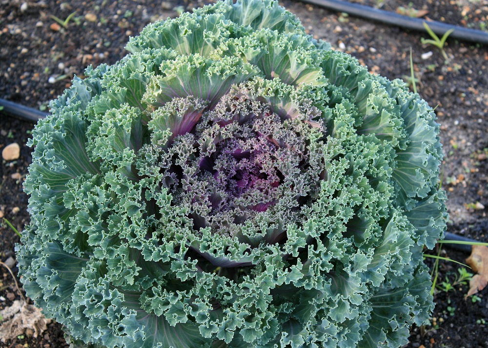 Nagoya Flowering Red Kale 25 Seeds Annual eBay