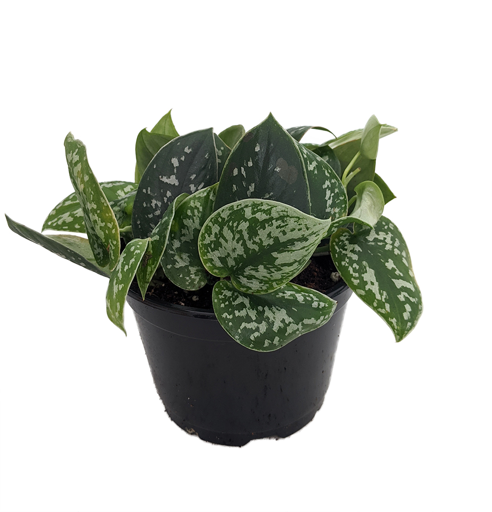 Rare Silver Satin Philodendron Scindapsus 6" PotTrending