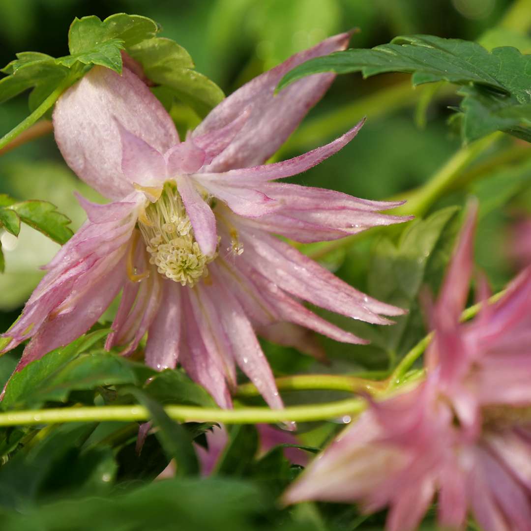 SPARKY™ Pink Clematis - 4" Pot - Proven Winners | eBay