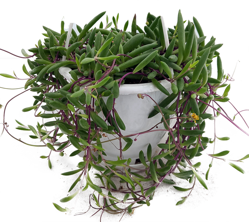 string of ruby plant care