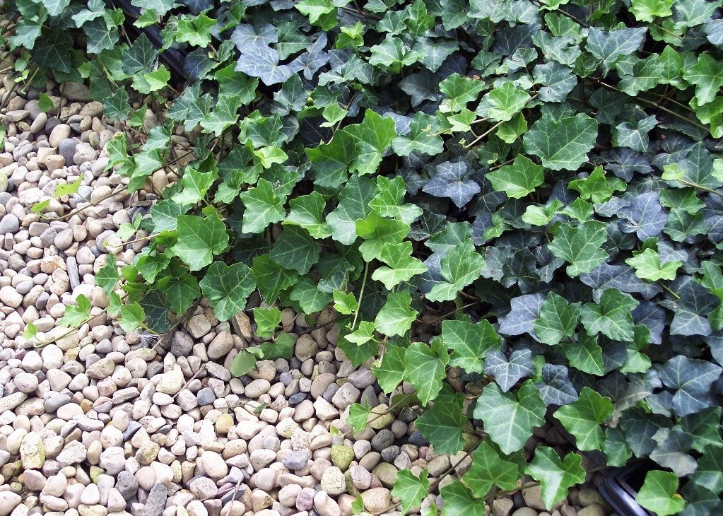 Thorndale English Ivy 8 Plants Hardy Groundcover 1 3/4