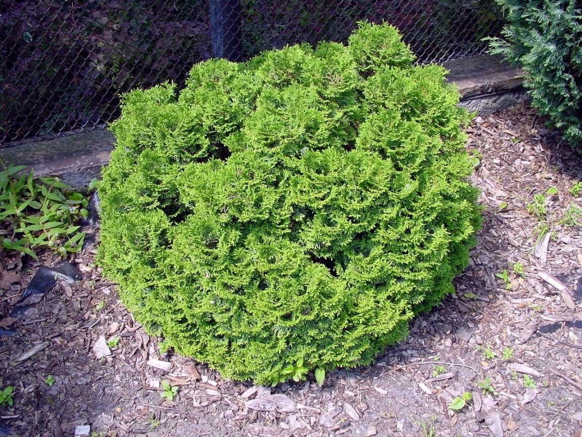 Remarkable, rather Thuja occidentalis hetzi midget think, that Something is. Thuja occidentalis hetzi midget