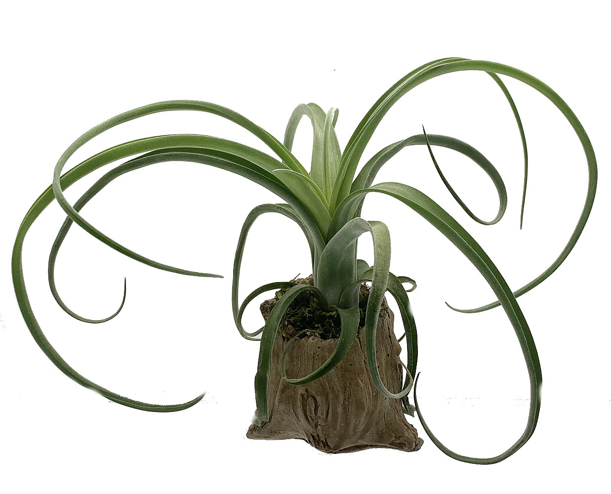 Tillandsia STREPTOPHYLLA rare and unusual live airplant for house vivarium decoration plant