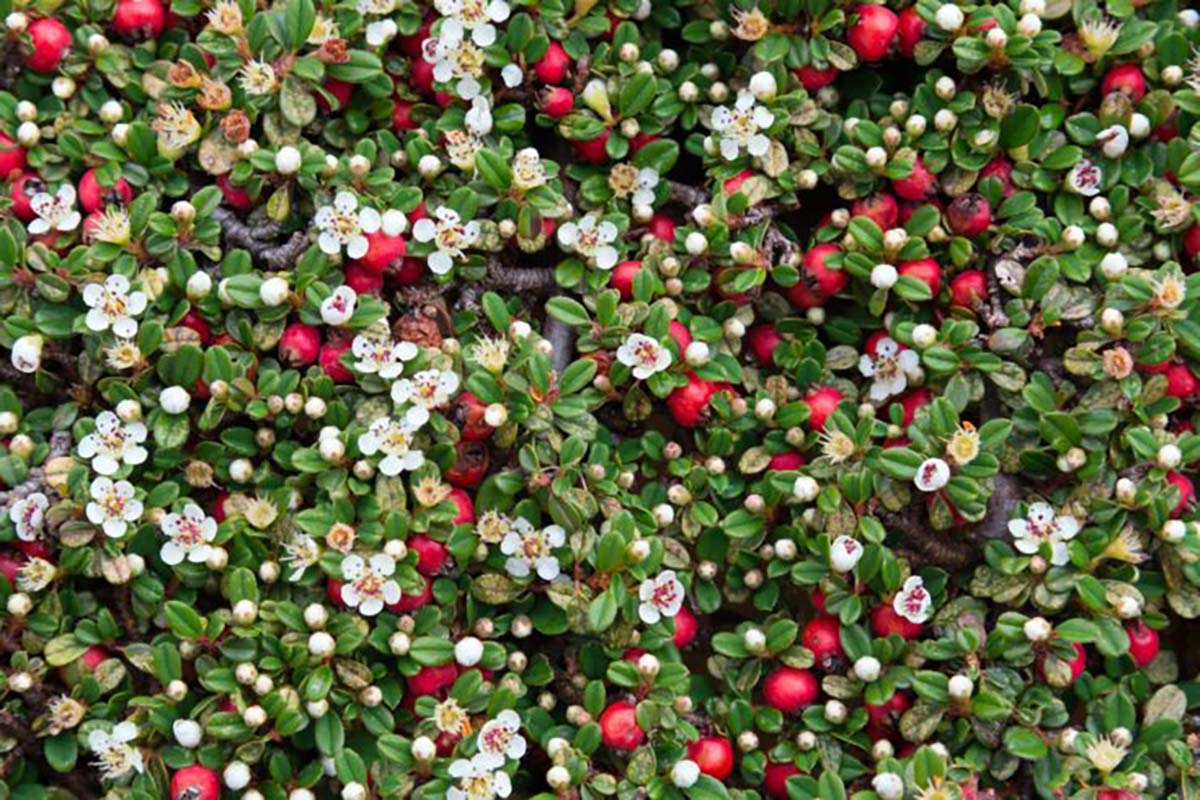 Hirt's Gardens MulberryTLCotonE Thyme Leaf Cotoneaster thymifolia 2.5