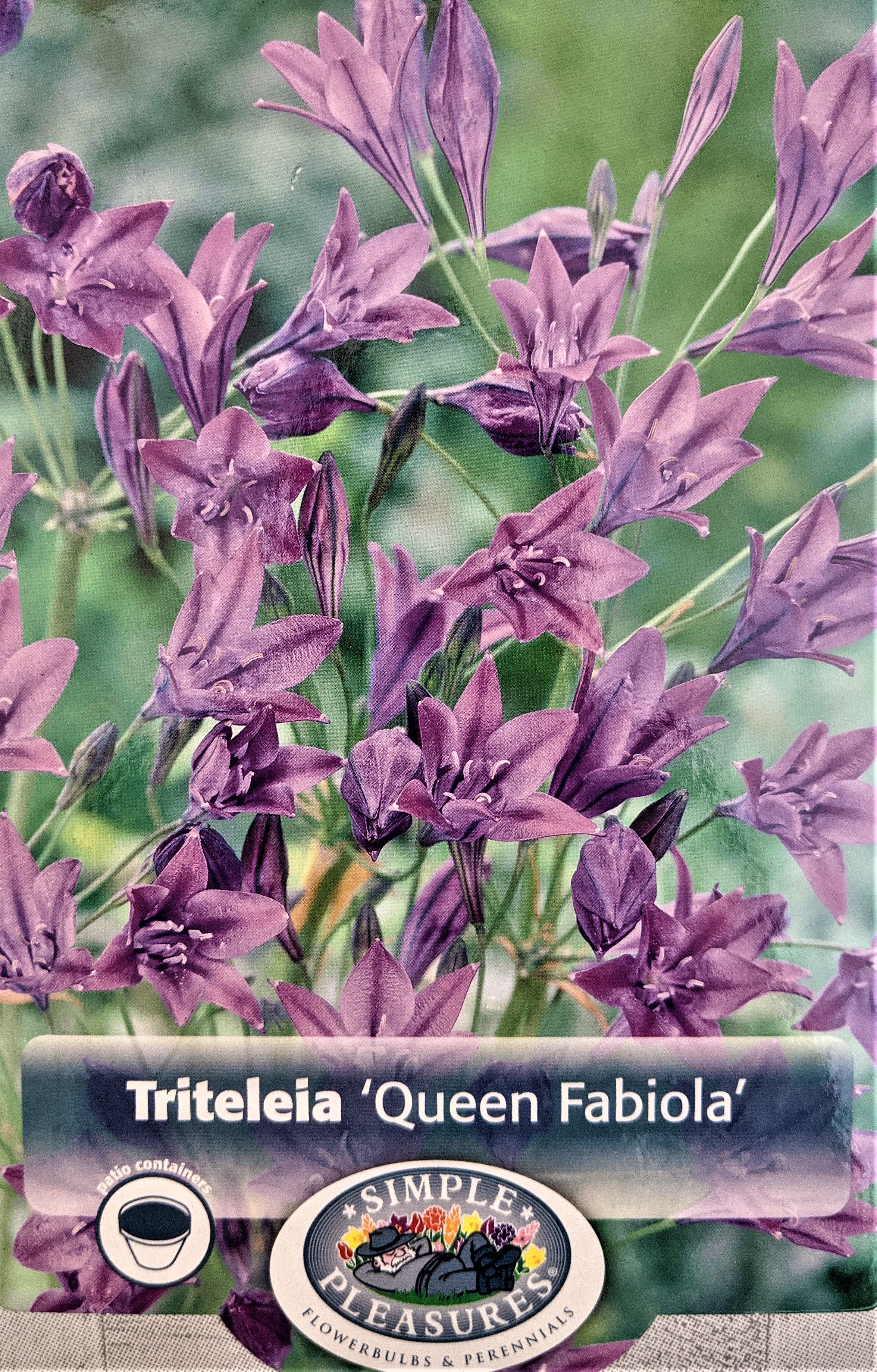 Queen Fabiola Brodiaea 15 Bulbs 5/6cm Triteleia Starflowers eBay